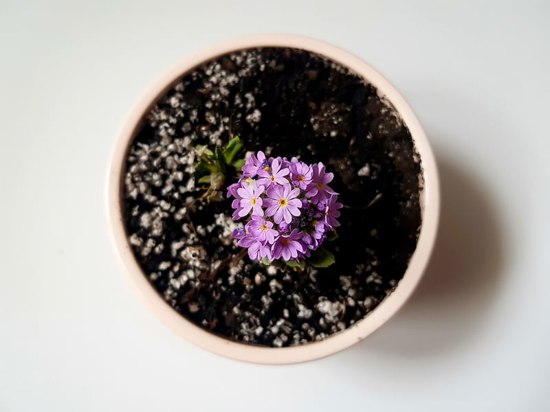 Mini Garden